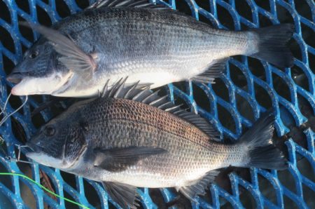 オリジナルメーカー海づり公園(市原市海づり…