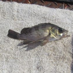 オリジナルメーカー海づり公園(市原市海づり施設) 釣果