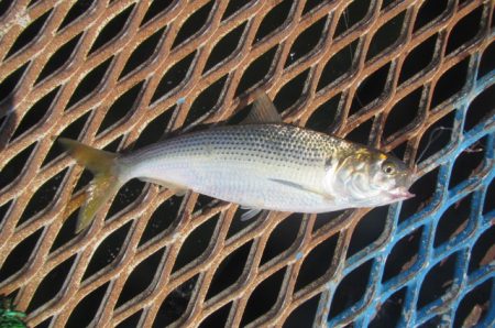 オリジナルメーカー海づり公園(市原市海づり施設) 釣果