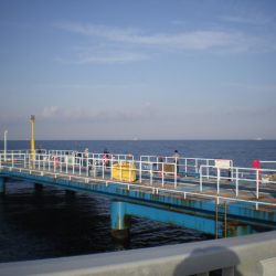 オリジナルメーカー海づり公園(市原市海づり施設) 釣果