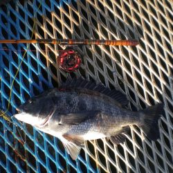 オリジナルメーカー海づり公園(市原市海づり施設) 釣果