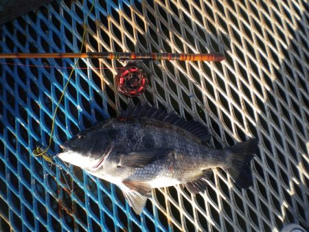 オリジナルメーカー海づり公園(市原市海づり施設) 釣果