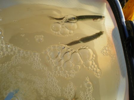 オリジナルメーカー海づり公園(市原市海づり施設) 釣果