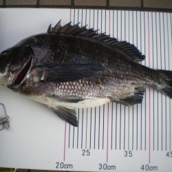 オリジナルメーカー海づり公園(市原市海づり施設) 釣果