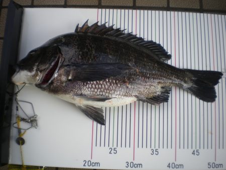 オリジナルメーカー海づり公園(市原市海づり施設) 釣果