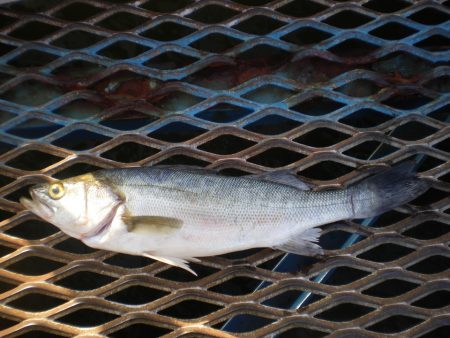 オリジナルメーカー海づり公園(市原市海づり施設) 釣果