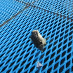 オリジナルメーカー海づり公園(市原市海づり施設) 釣果