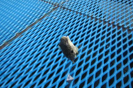 オリジナルメーカー海づり公園(市原市海づり施設) 釣果