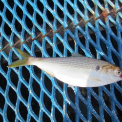 オリジナルメーカー海づり公園(市原市海づり施設) 釣果