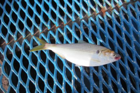 オリジナルメーカー海づり公園(市原市海づり施設) 釣果