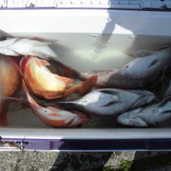 大進丸(新潟) 釣果