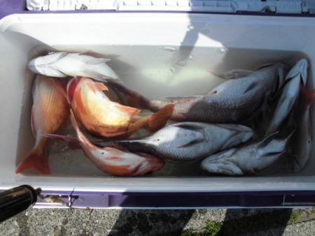 大進丸(新潟) 釣果