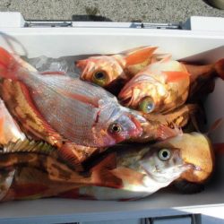 大進丸(新潟) 釣果