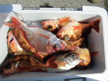 大進丸(新潟) 釣果