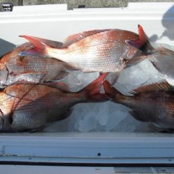 大進丸(新潟) 釣果