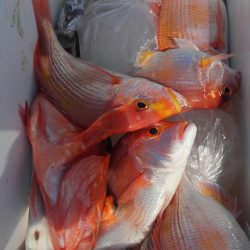 遊漁船 新鋭丸 釣果