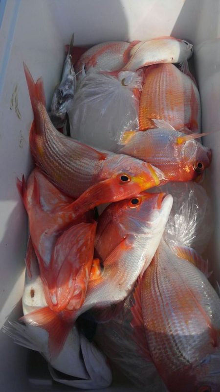 遊漁船 新鋭丸 釣果