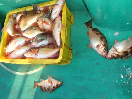 第二むつ漁丸 釣果