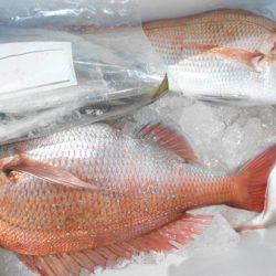 こうゆう丸 釣果