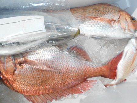 こうゆう丸 釣果