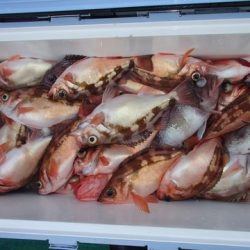 第二むつ漁丸 釣果