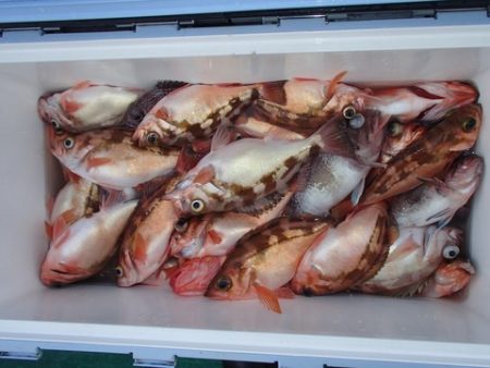 第二むつ漁丸 釣果