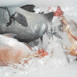 こうゆう丸 釣果