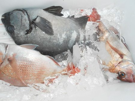 こうゆう丸 釣果