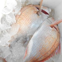 こうゆう丸 釣果