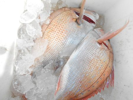 こうゆう丸 釣果