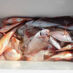 大進丸(新潟) 釣果