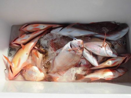 大進丸(新潟) 釣果