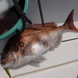 BlueNote Fishing Taxi 釣果