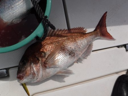 BlueNote Fishing Taxi 釣果