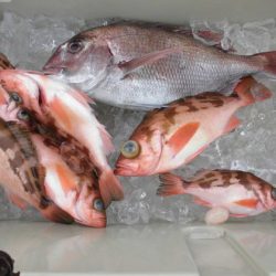 大進丸(新潟) 釣果