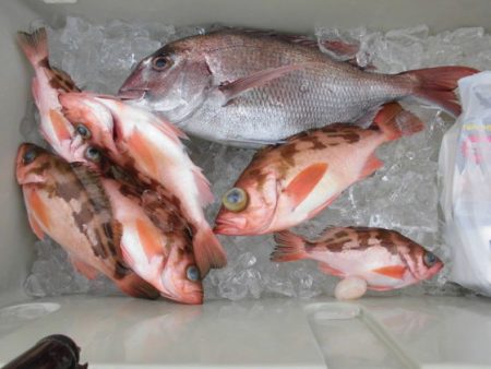 大進丸(新潟) 釣果