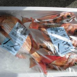 大進丸（新潟） 釣果