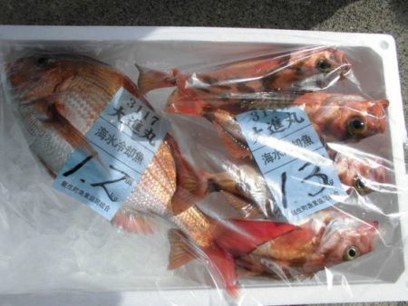 大進丸（新潟） 釣果