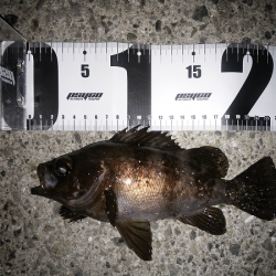 メバル復調か？