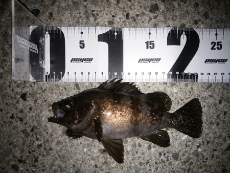 メバル復調か？