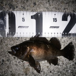 メバル復調か？