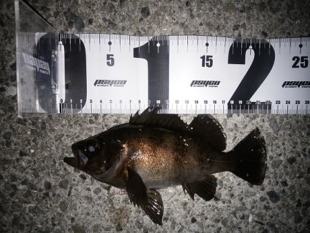 メバル復調か？