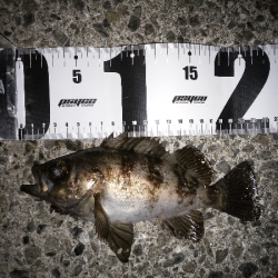 メバル復調か？