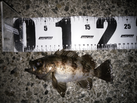 メバル復調か？