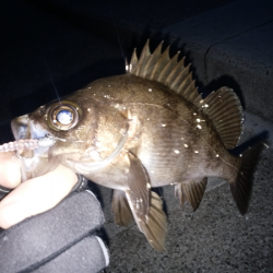 メバル復調か？