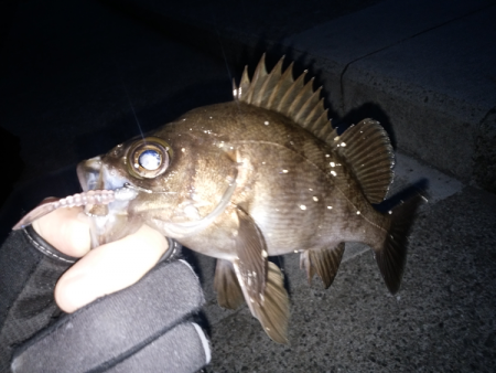 メバル復調か？