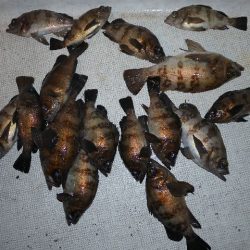 TOPGUN名古屋 釣果