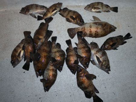 TOPGUN名古屋 釣果