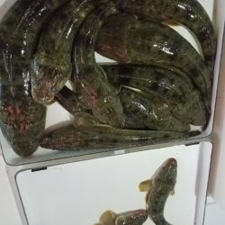 Magic(マジック) 釣果