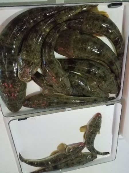 Magic(マジック) 釣果